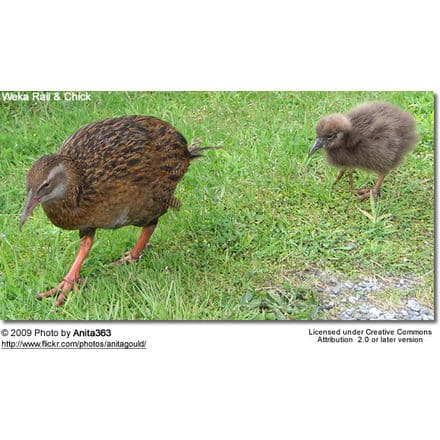 Weka Parent and Chick