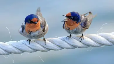 The Two Welcome Swallows Are Making Noise