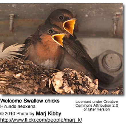 Welcome Swallow (Hirundo neoxena) 