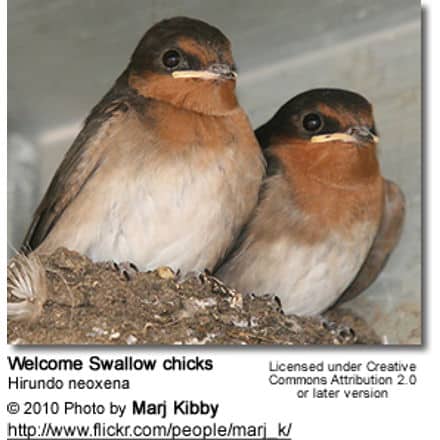 Welcome Swallow (Hirundo neoxena) - Fledglings