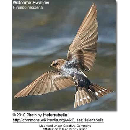 Welcome Swallow (Hirundo neoxena)