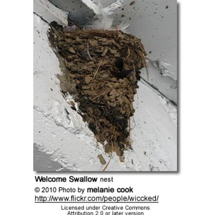 Welcome Swallow (Hirundo neoxena) - nest