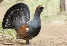 Western Capercaillies in the Woods