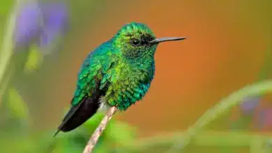 Western Emerald Hummingbirds Resting on a Thorn