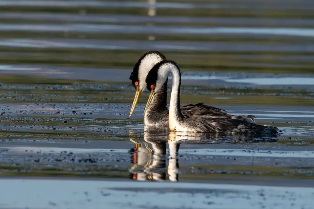 Western Grebes Swimming in the Lake