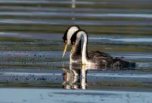Western Grebes Swimming in the Lake