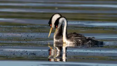 Western Grebes Swimming in the Lake