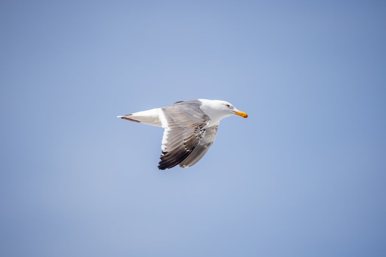 A Western Gulls Flying In The Air