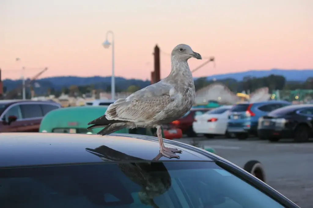 Western Gulls Resting on Top of a Car 