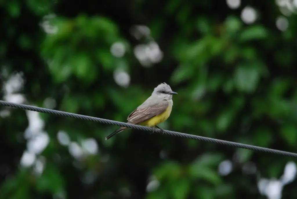 Western Kingbird Perch In Wire