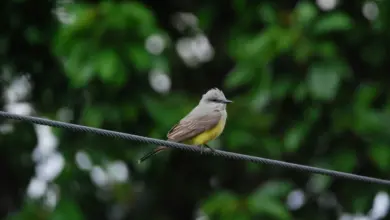 Western Kingbird Perch In Wire