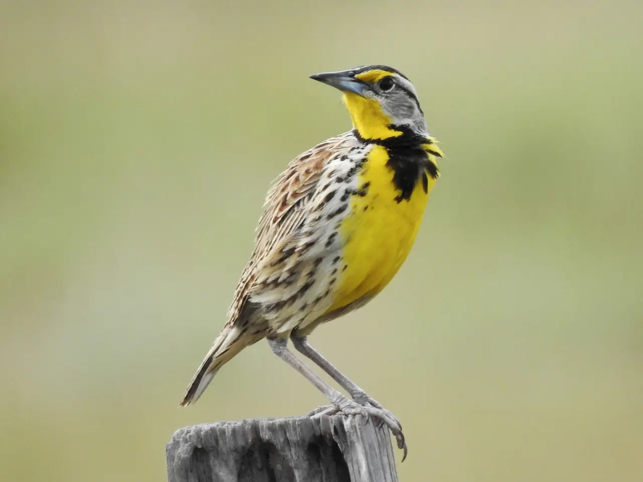 The Western Meadowlarks Are Preparing To Hunt
