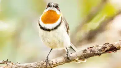 Western Spinebills
