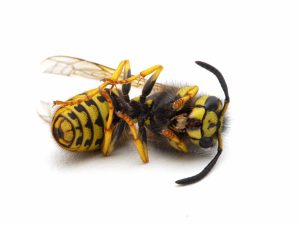 Western yellowjacket (Vespula pensylvanica) Wasp Dead