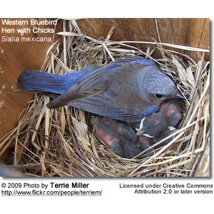 Western Bluebird Hen with chicks