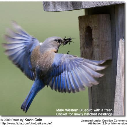 Male Western Bluebird with a fresh Cricket for newly hatched nestling.