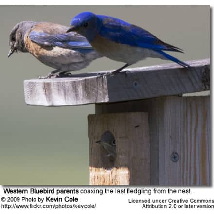 Western Bluebird parents coaxing the last fledgling from the nest.