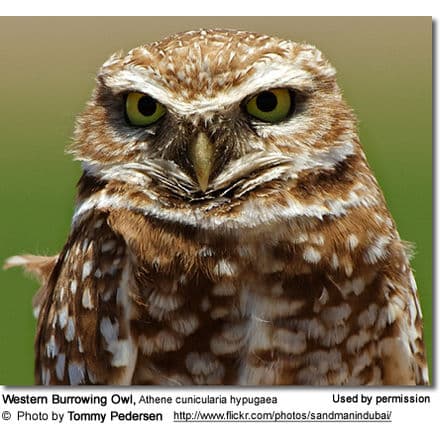 Western Burrowing Owl, Athene cunicularia hypugaea