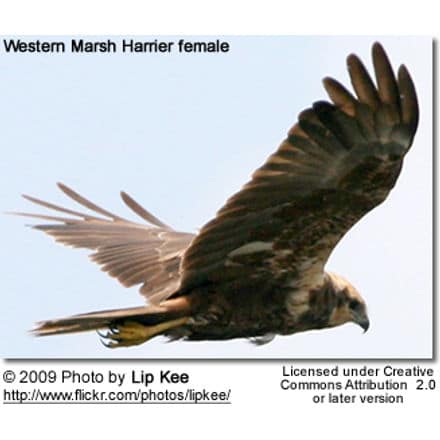 Western Marsh Harrier female