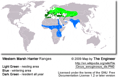 Western Marsh Harrier Distribution