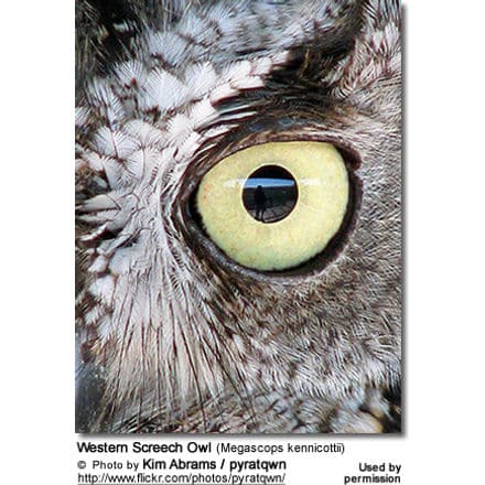 Western Screech Owl (Megascops kennicottii) - Eye Detail