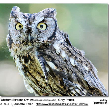 Western Screech Owl (Megascops kennicottii) - Grey Phase