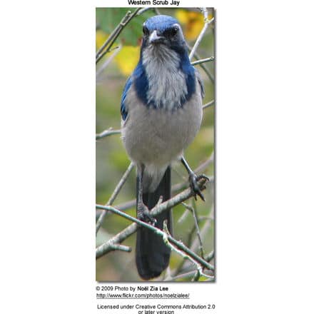 Western Scrub Jay