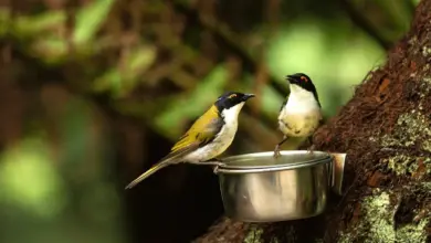 Two Wetar Figbirds Drinking a Water