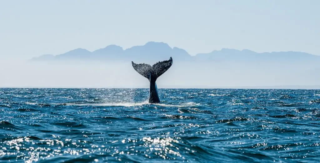 Whale Tail Sticking Out Of Water