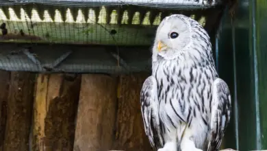 What Are Nocturnal Predators