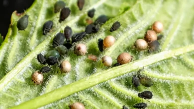 What Are Parasitoids?