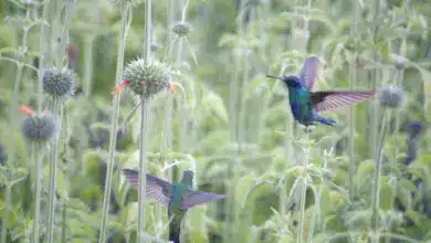 Hummingbirds on the Leaves. What Colours Attract Hummingbirds?