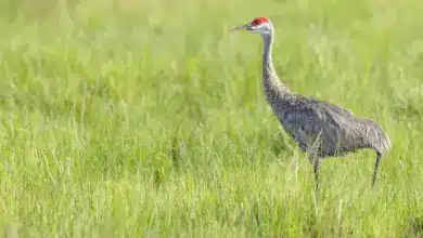 What Do Sandhill Cranes Eat