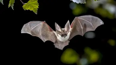 Bat on Flight What Eats A Bat?