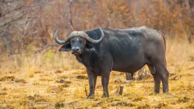 What Eats A Buffalo On The Yellow Field