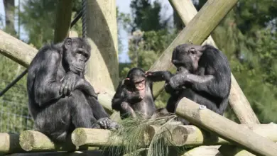 Three Chimpanzees Sitting In The Zoo What Eats A Chimpanzee?