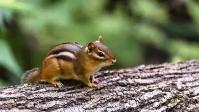 What Eats A Chipmunk On The Top Of Wood