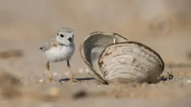 What Eats A Clam Next To A Bird On The Sand