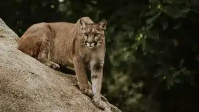 A Cougar on the Big Rock What Eats A Cougar