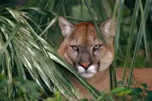What Eats A Cougar What Do Cougars Eat