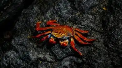 What Eats A Crab On The Top of A Stone