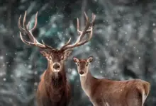 Two Deer What Eats A Deer?