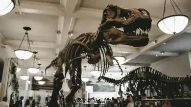 Dinosaur Skeleton In The Museum What Eats A Dinosaur?