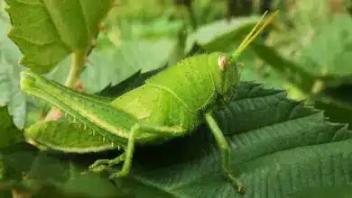 Grasshopper Resting On A Leaf What Eats A Grasshopper?