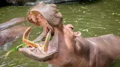 What Eats A Hippopotamus Have Big Mouth