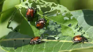 Group Of Beetle Eating The Leaves What Eats A Japanese Beetle