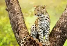 What Eats A Leopard? Male Leopard Sitting In A Tree.