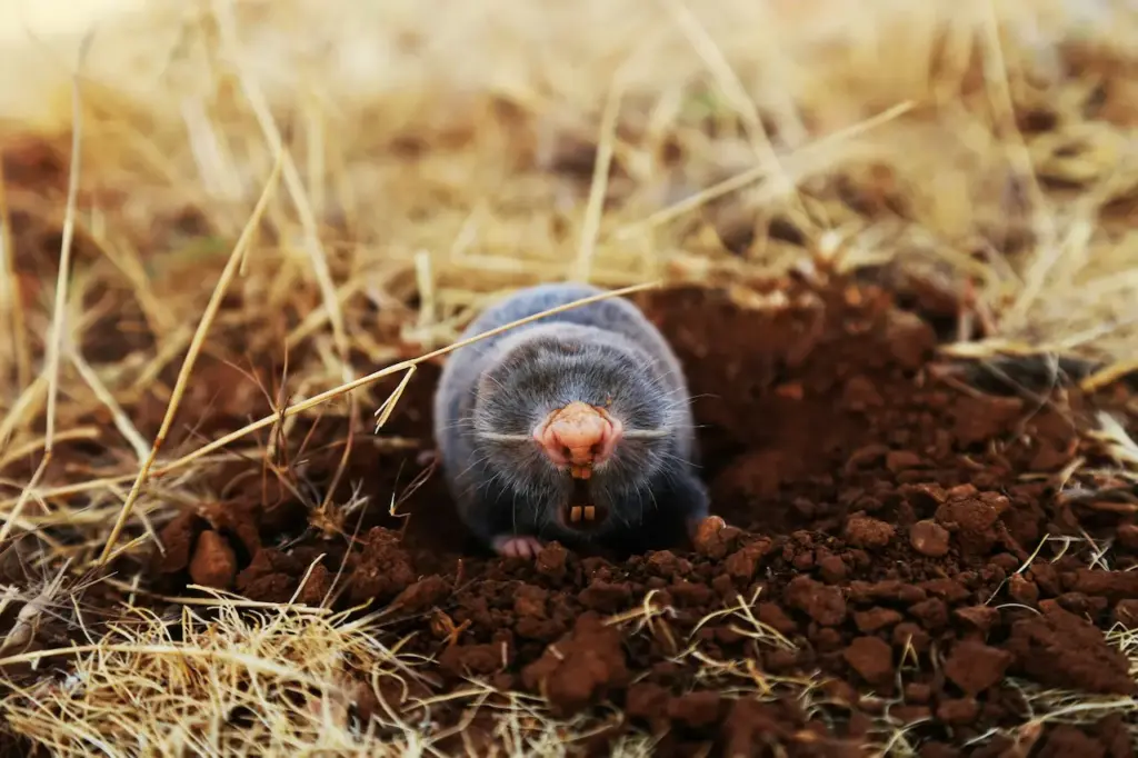 A Mole On The Ground What Eats A Mole?