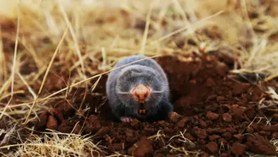 A Mole On The Ground What Eats A Mole?