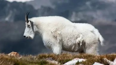 A White Mountain Goat What Eats A Mountain Goat?